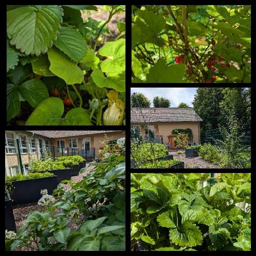 Erdbeeren, Johannisbeeren, viele grüne Gewächse im Schulgarten